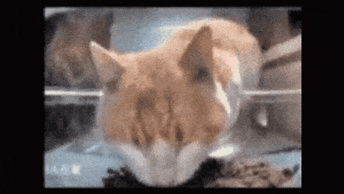 a close up of a cat 's face with a blurred background