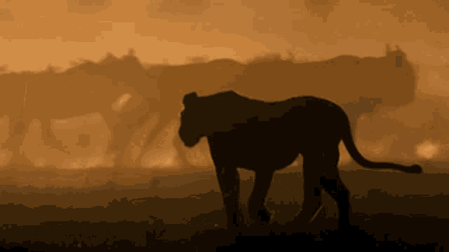 a silhouette of a lioness walking in a field at sunset