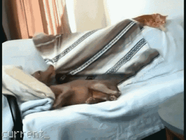 Sharing Is Caring, Guys GIF - Dogs Cats Friends GIFs