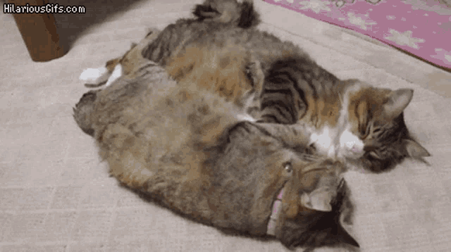Cats Sleep GIF - Cats Sleep Tired GIFs