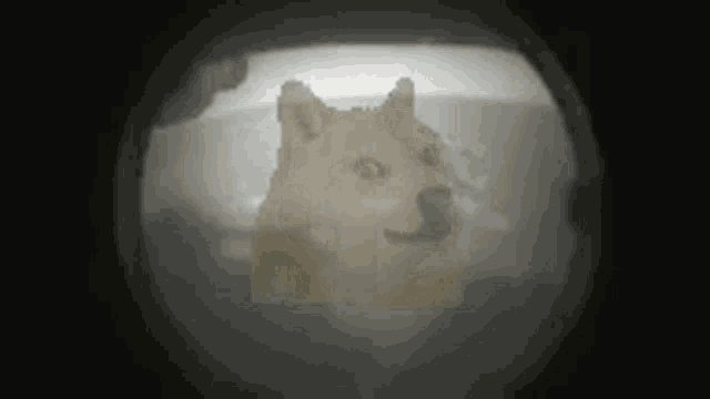 Doge Dogecoin Crypto Hogdexter GIF - Doge Dogecoin Crypto Hogdexter GIFs