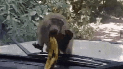 Monkey Banana GIF - Monkey Banana Attempt GIFs