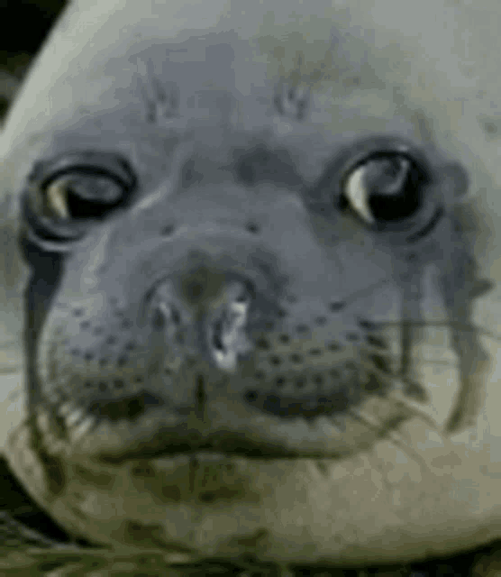 a close up of a seal 's face looking at the camera .