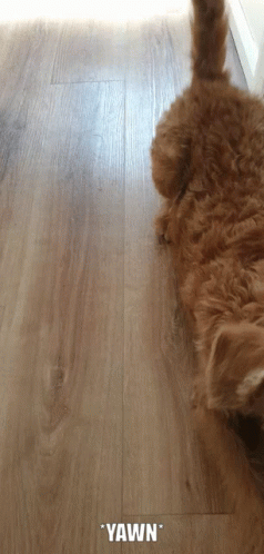 Yawn Milo GIF - Yawn Milo Pup GIFs