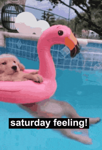 Saturday Feeling GIF - Saturday Feeling Saturday Feeling GIFs