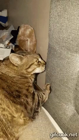 Cat Scratch GIF - Cat Scratch Naughty GIFs