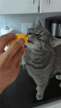 a person is feeding a cat a piece of fruit