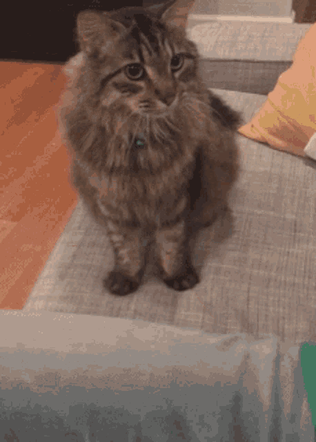 Cat Hold Hands GIF - Cat Hold Hands Cute GIFs