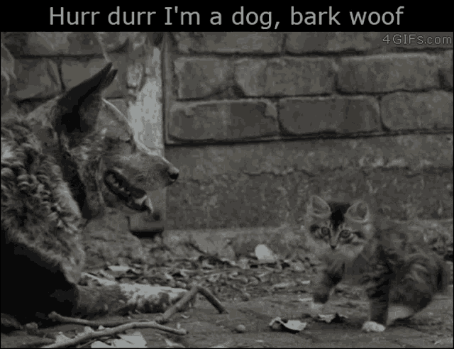Dumb Cat GIF - Dumb Cat Dog GIFs
