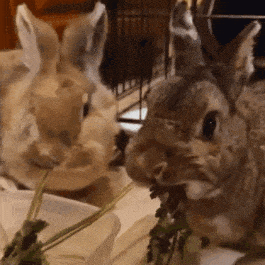 Bunny Bunnies GIF - Bunny Bunnies Eating GIFs