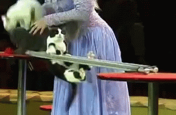 Cats Show GIF - Cats Show GIFs