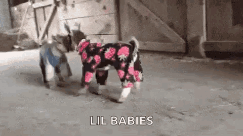 a couple of dogs standing next to each other on a sidewalk wearing pajamas .