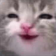 Kitty Hehe GIF - Kitty Hehe Lmao GIFs