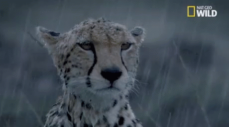Rain Cheetah GIF - Rain Cheetah Wild Animal GIFs