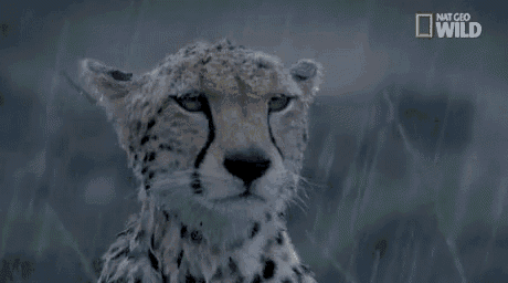 a close up of a cheetah 's face with a national geographic wild logo in the background .