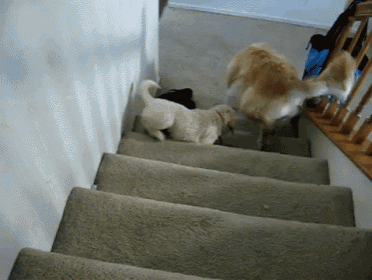 Over Confident GIF - Puppy Dog Stair GIFs