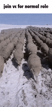 a large herd of sheep walking in the snow with the words join vc for normal role below them
