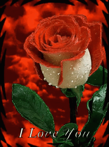 Red Rose Love GIF - Red Rose Love Rose GIFs