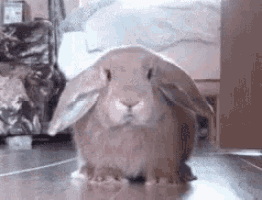 a brown rabbit with long ears is standing on a wooden floor in a room .