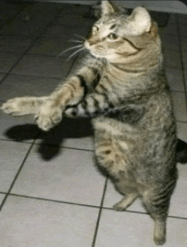 a cat is standing on its hind legs and looking at the camera