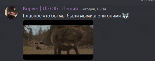 a screenshot of a discord conversation with a picture of a wolf