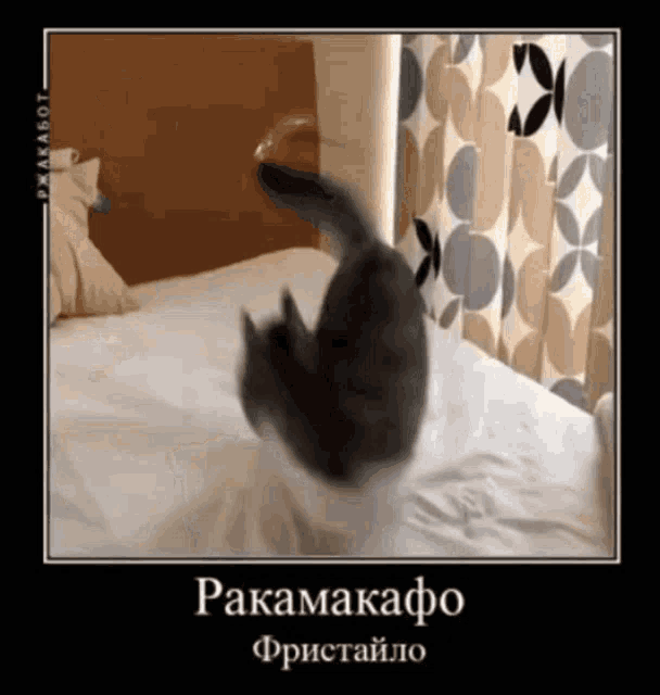 a picture of a cat jumping on a bed with a foreign language caption
