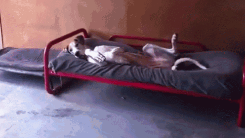 5 More Minutes GIF - Dogs Sleepy Mondays GIFs