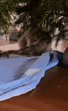 a cat laying under a christmas tree on a wooden table