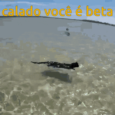 a picture of a bear in the water with the words calado voce e beta