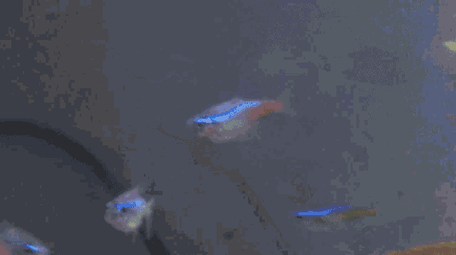 How To Tell If Your Neon Tetra Is Pregnant Or Just Fat GIF - How To Tell If Your Neon Tetra Is Pregnant Or Just Fat GIFs