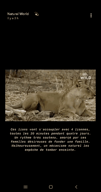 a screenshot of a lion and lioness having sex with the caption natural world