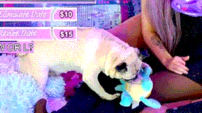 a pug dog is licking a stuffed animal while a woman watches .