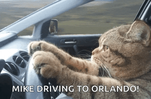a cat is driving a car with the words mike driving to orlando below it