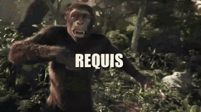 Requis Required GIF - Requis Required Monkey GIFs