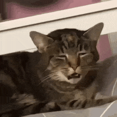 a close up of a cat laying on a bed with its eyes closed and its mouth open .