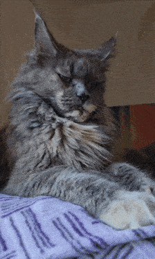 a gray cat laying on a purple blanket with a white paw