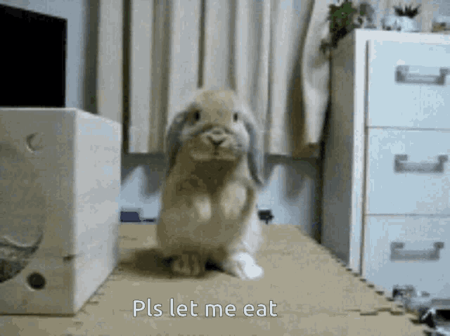 Eat Bunnies GIF - Eat Bunnies Please GIFs