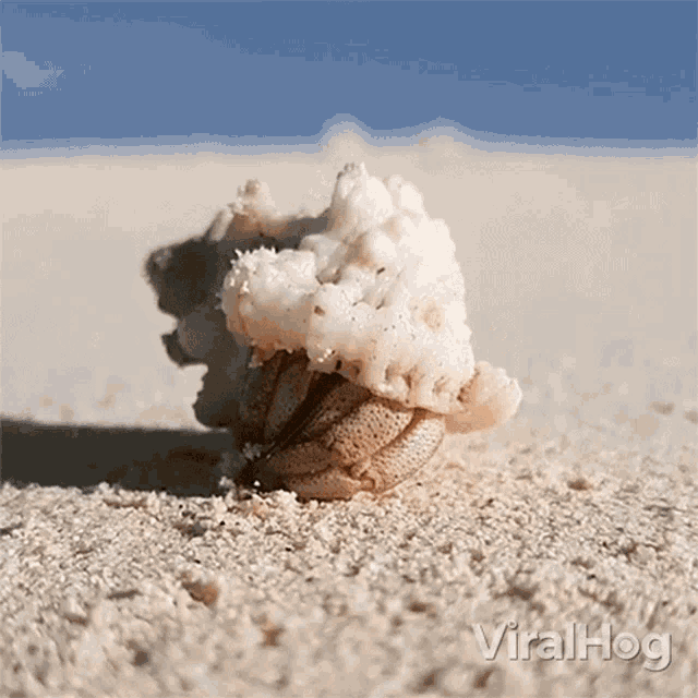 Hermit Crab Viralhog GIF - Hermit Crab Viralhog Coming Out Of The Shell GIFs