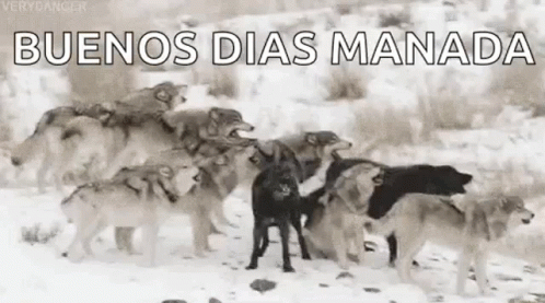 Wolf Pack GIF - Wolf Pack Howling GIFs