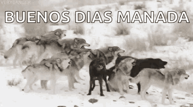 a pack of wolves standing in the snow with the words buenos dias manada written above them .