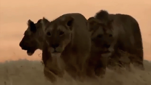 Lion Pride On The Prowl GIF - Wildlife GIFs