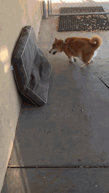 Happy Dog Shiba Inu GIF - Happy Dog Shiba Inu Happy Shiba GIFs