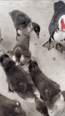 a group of ducklings are standing next to each other on a concrete surface