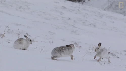 Fighting National Geographic GIF - Fighting National Geographic Boxing Match Watch Female Hare Punch Her Suitors GIFs
