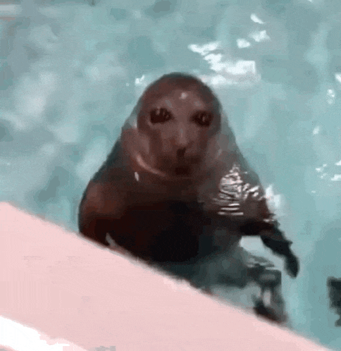 a seal is swimming in a pool and looking at the camera with a surprised look on its face .