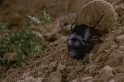 Bug Rolling GIF - Bug Rolling Poop GIFs