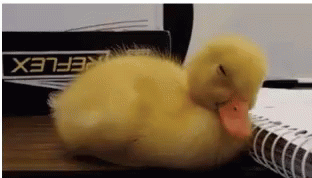 Sleepy Duckling Tired GIF - Sleepy Duckling Tired Funny Animals GIFs