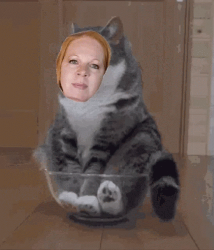 Vt Laurie GIF - Vt Laurie Mad Cat GIFs