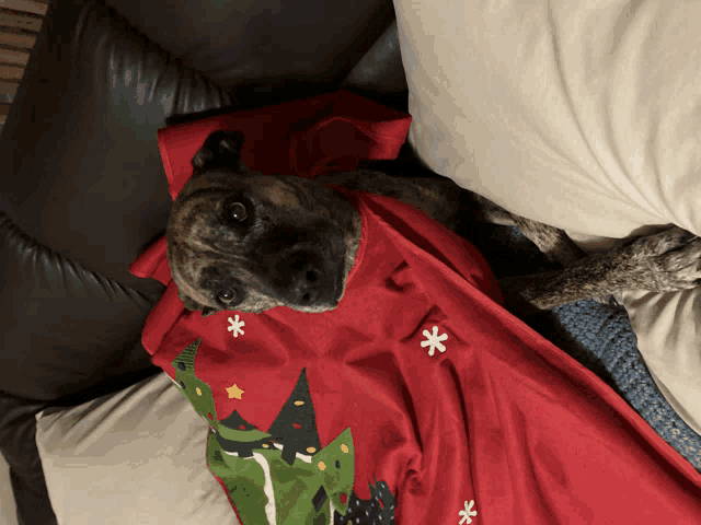 a dog is wrapped in a red blanket with christmas trees on it