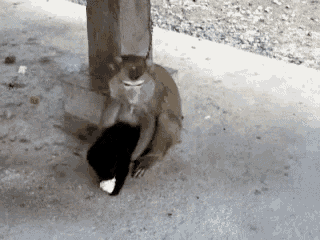 Monkey Cat GIF - Monkey Cat Carry GIFs